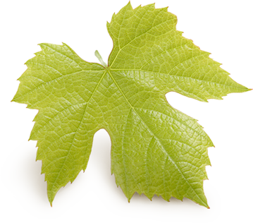 Grape leaf