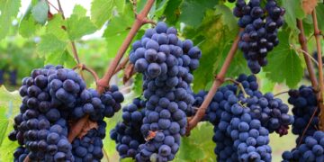 Bunches of purple grapes on the vine at Pollak Vineyards in Greenwood, Va., near Charlottesville