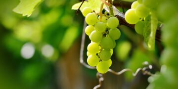 Grapes growing on the vine at White Hall Vineyards in Crozet, Virginia