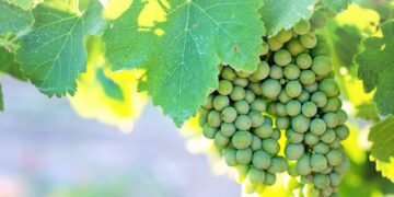 Grapes on the vine at Hark Vineyards in Earlysville, Va.