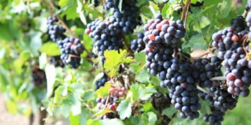 Bunches of purple grapes on the vine at Lovingston Winery near Charlottesville, Va.