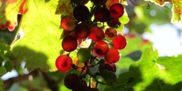 Red grapes hanging from the vine at the wine tour destination Septenary: The Winery at Seven Oaks Farm