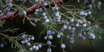 Juniper berries growing at the Monte Piccolo Farm and Distillery in Charlottesville, Va.